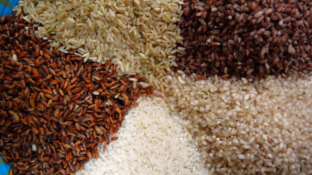 Study finds wide variety of nitrogen-use efficiency in Indian rice varieties